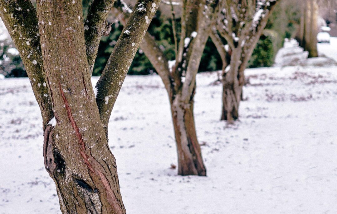 Snow In Portland