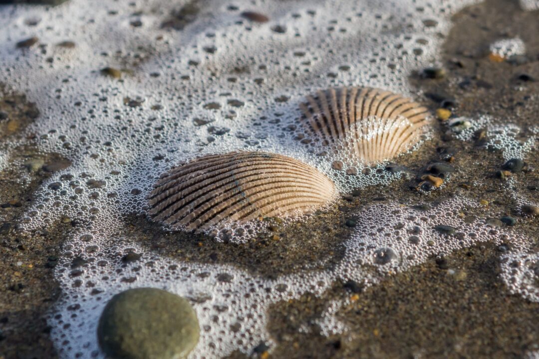 Oyhut Wildlife Recreation Area Ocean Shores WA