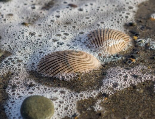 Oyhut Wildlife Recreation Area Ocean Shores WA