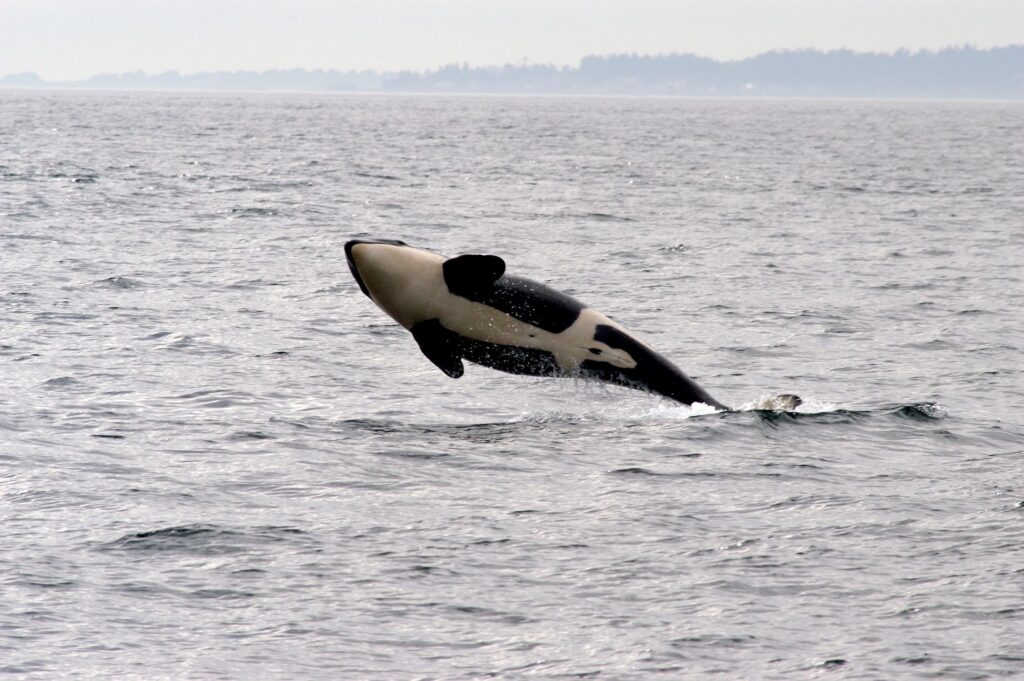 Skagit County Whale Watching Tour