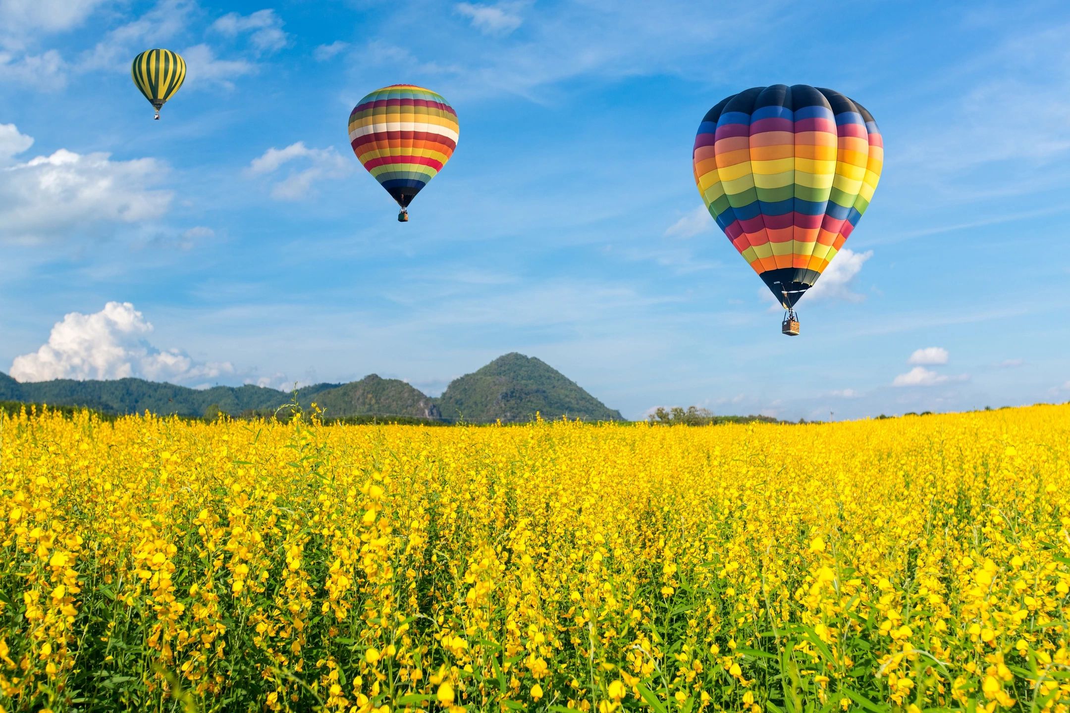 Tulip Festival Hot Air Balloon Tour