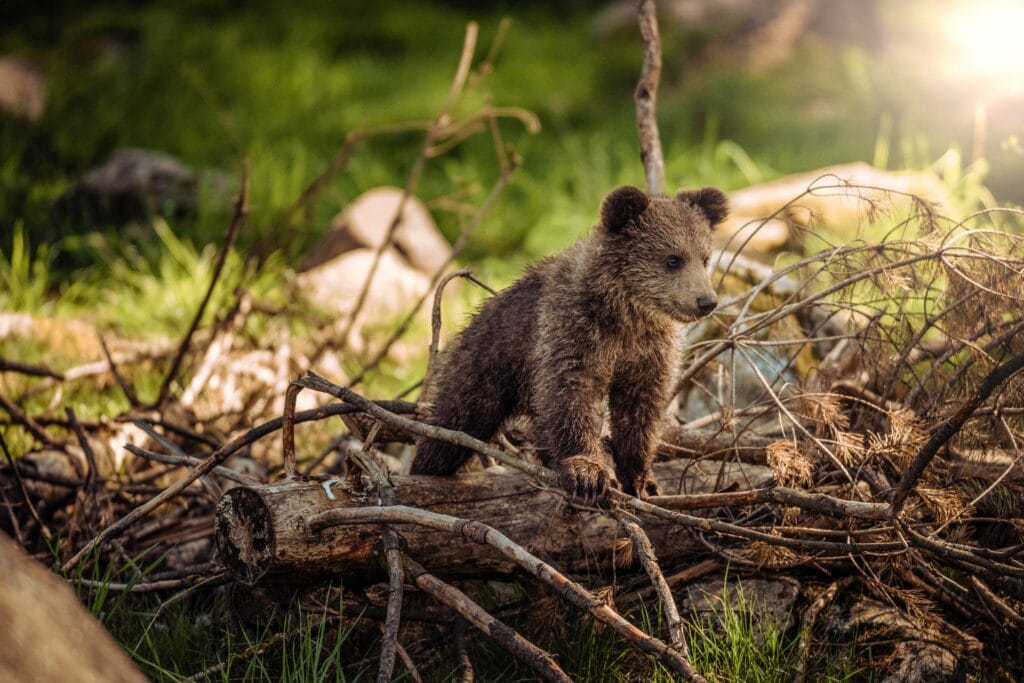A bear cub in a forest