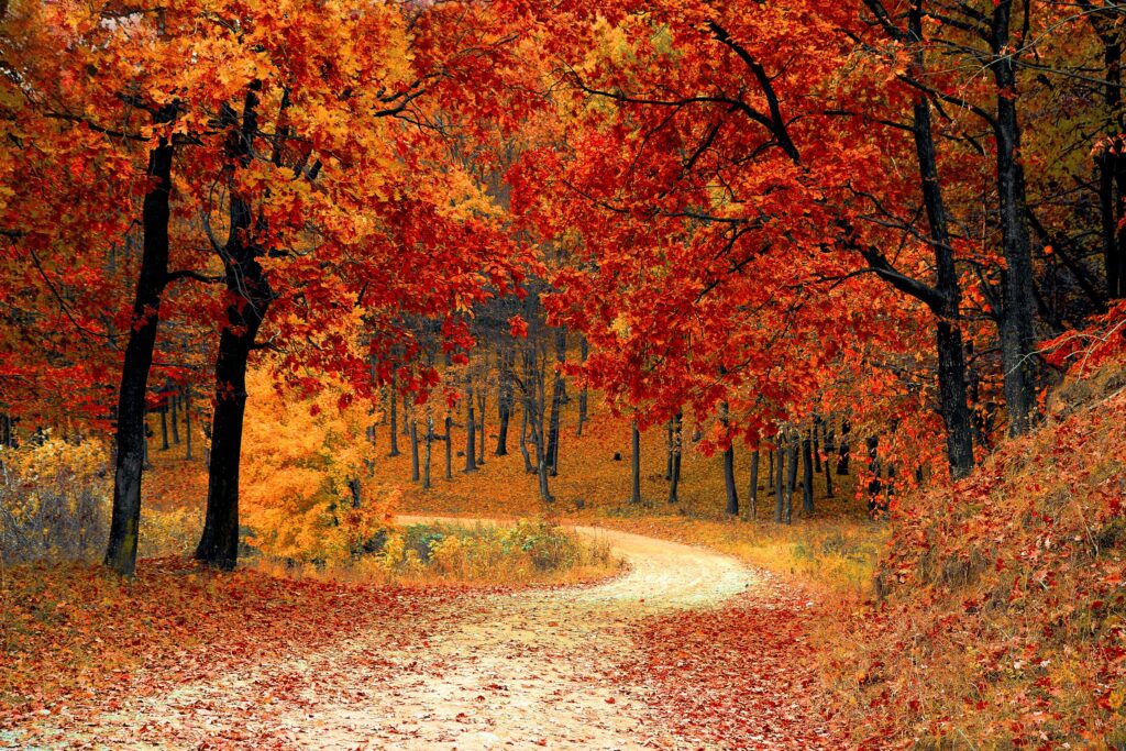 A path surrounded by trees with red and orange leaves