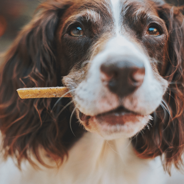 Furry Friends