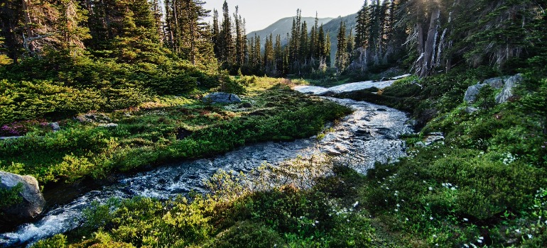 A stream running through the natural landscape in Olympic National Park
