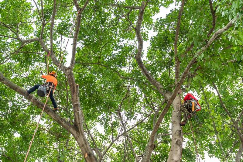 Reliable Kent local tree service in WA near 98032