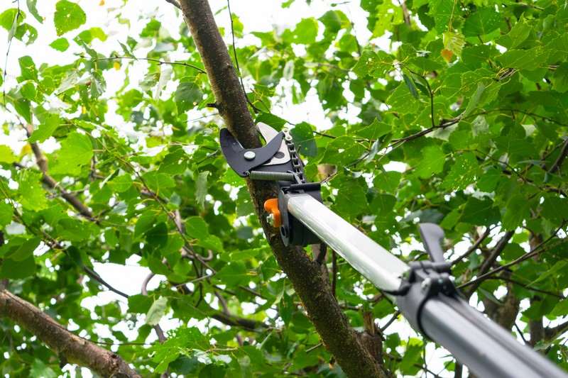 Trusted Kent professional tree service in WA near 98032