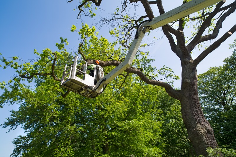 Expert Kent tree care service in WA near 98032