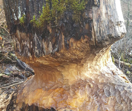 Enumclaw Tree Removal Company