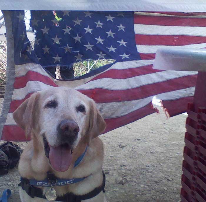 Everett K9 Nose Work