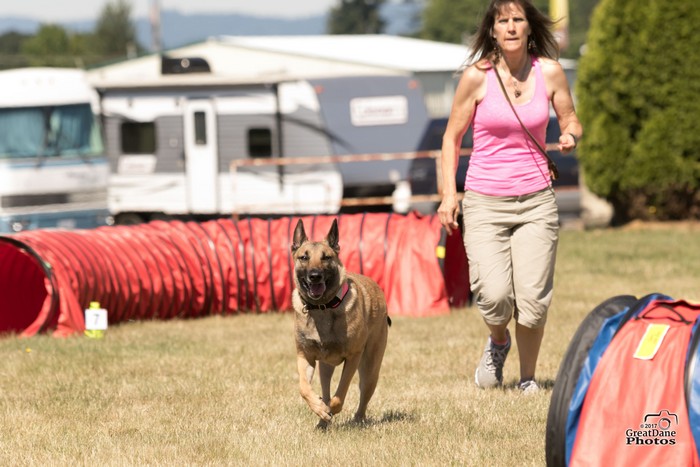 Everett K9 Nose Work Training