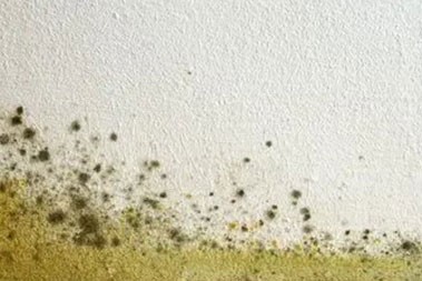 Auburn Mold Damage