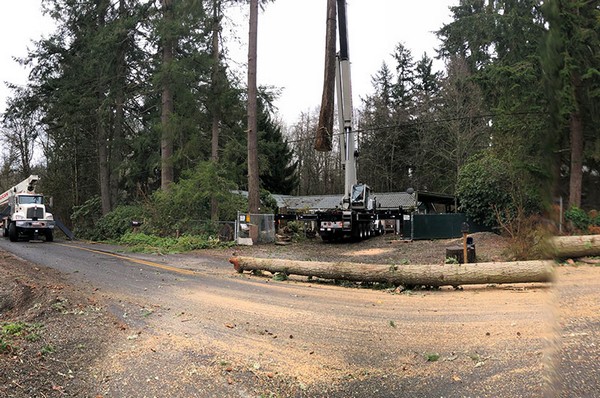 Tacoma Tree Pruning