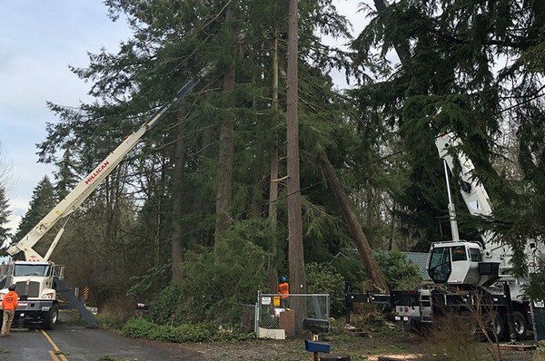 Tacoma Tree Removal