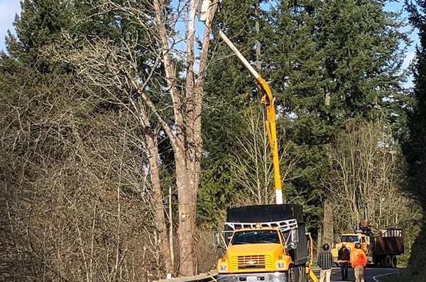 Tacoma Tree Trimming