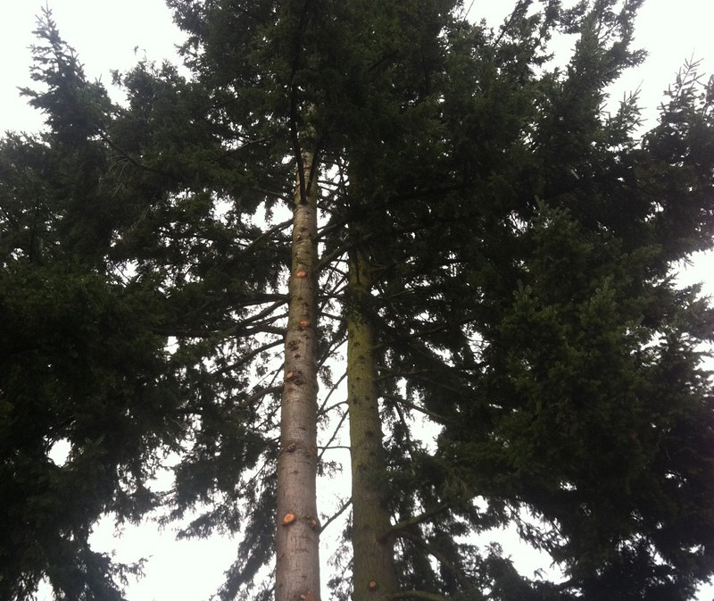 Enumclaw Tree Trimming
