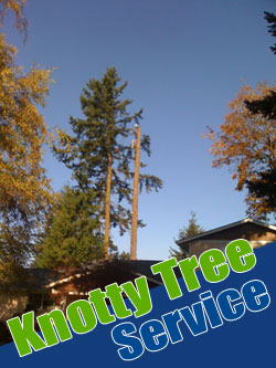 Emergency Tree Response and Storm Damage Tacoma